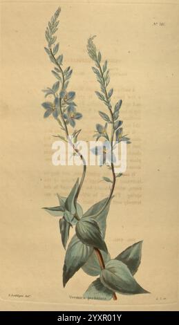 Das botanische Kabinett, London, John & Arthur Arch, 1817-1833, Eine botanische Illustration mit einem schlanken Stiel mit zarten blauen Blumen, die in einem vertikalen Cluster angeordnet sind. Die Blüten haben fünf Blütenblätter, die komplizierte Details und einen subtilen Verlauf zeigen. Unterhalb der Blüten tauchen üppig grüne Blätter aus der Basis hervor, die die Gesamtzusammensetzung verbessern. Der Hintergrund ist sanft gedämpft, sodass die lebendigen Farben der Pflanze deutlich hervortreten und eine harmonische Balance zwischen den floralen Elementen und dem umgebenden Raum schaffen. Die Illustration betont die Schönheit und Komplexität der Flora, c Stockfoto