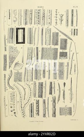 The Micrographic Lexikon, London, J. Van Voorst, 1883, Wörterbücher, Mikroskope, Mikroskopie, Naturgeschichte, Eine detaillierte Abbildung mit einer Vielzahl von mikroskopischen Strukturen, die jeweils mit einer entsprechenden Nummer als Referenz gekennzeichnet sind. Die Komposition besteht aus einer Reihe linearer, zellulärer und fadenförmiger Formen, die die Vielfalt der Texturen und Muster in biologischen Proben veranschaulichen. Einige Abschnitte heben deutlich segmentierte Formen hervor, während andere komplexe Muster aufweisen, die pflanzlichen Zellen, Fasern und möglicherweise verschiedenen Arten von Geweben oder Mikroorganismen ähneln. Diese Schulung Stockfoto