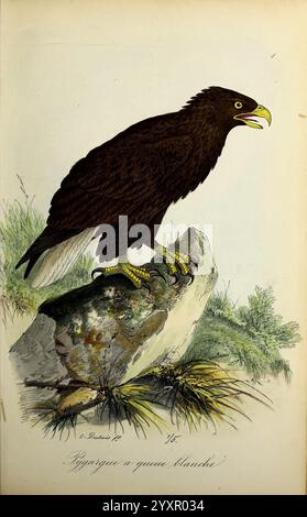 Planches coloriees des oiseaux de la Belgique et de leurs oeufs, Bruxelles, C. Muquardt, 1854-60. Belgien Vögel Charles Frederick Dubois Haliaeetus albicilla Weißschwanzadler, Ein majestätischer Adler, der auf einem zerklüfteten Felsen thront und mit seiner starken Präsenz Aufmerksamkeit erregt. Der Vogel verfügt über ein sattes braunes Gefieder, das durch markante gelbe Krallen und einen scharfen Schnabel betont wird, der leicht offen ist, als würde er rufen. Seine scharfen Augen, voller Intensität und Entschlossenheit, überblicken die umliegende Landschaft. Üppiges grünes Gras und strukturiertes Laub zieren die Basis und verleihen der Szene ein natürliches Element. Die Co Stockfoto