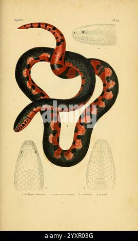 Erpétologie générale, ou, Histoire naturelle complète des reptiles Paris, Roret, 1834-1854. Amphibien, Herpetologie, Reptilien, Farancia abacura, Rotbauchmudschlange, Biol, Biol Daily Sci Art, Schlangen, diese Illustration zeigt eine eindrucksvolle Darstellung der Hydrops obsoletus, allgemein bekannt als die Rotbauchschlange. Die Mittelfigur zeigt ihre lange, geschwungene Form mit leuchtenden roten und schwarzen Markierungen, die ihre besondere Farbgebung betonen. Das Hauptbild umgibt detaillierte anatomische Skizzen, die verschiedene Winkel und Merkmale der Art darstellen, einschließlich Kopf, Skalenmuster, Stockfoto