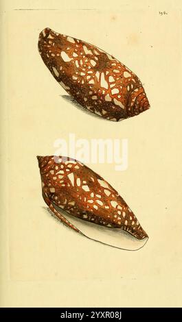 Beschreibungen, Illustrationen, Mollusken, Bildwerke, die Illustration zeigt zwei detailreiche Muscheln mit einer zarten, spitzenartigen Struktur. Die Muscheln weisen einen satten rötlich-braunen Farbton auf und zeigen ein elegantes Muster aus Löchern und Linien, das ein schönes, organisches Design bildet. Jede Schale ist in ihrer Form unterschiedlich, mit langen, glatten Konturen, die sich zu spitzen Enden verjüngen, was ihre natürliche Schönheit und Komplexität unterstreicht. Der Hintergrund ist ein dezenter, neutraler Ton, der die komplizierten Details der Schalen hervorhebt und die Aufmerksamkeit auf ihre einzigartigen Texturen und Formen lenkt. Stockfoto