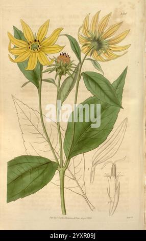 Curtis's Botanical Magazine London New York etc Botanik Zeitschriften Bildwerke Curtis, die Illustration zeigt eine leuchtend gelbe Blume mit langen Blütenblättern, begleitet von markanten grünen Blättern. Die zentrale Blüte zeigt eine Gruppe kleiner, komplizierter Knospen in ihrer Mitte, was auf eine mögliche Blüte hinweist. Detaillierte botanische Elemente, einschließlich Textur und Form der Blätter, werden hervorgehoben. Zusätzlich zeigt eine Seitenzeichnung eine Nahaufnahme eines Knospens, die seine einzigartige Form betont. Die Gesamtzusammensetzung spiegelt eine sorgfältige Untersuchung der Eigenschaften der Pflanze wider, wobei wissenschaftliche Genauigkeit zusammengeführt wird Stockfoto