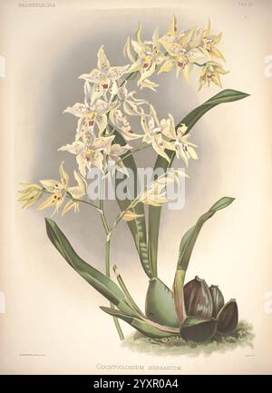 Reichenbachia, St. Albans, London, New York, F. Sander & Co, Orchid Growers & Importers, H. Sotheran & Co, I. Forstermann, 1888-1890, Orchidaceae, Odontoglossum hebraicum, Oncidium andersonianum, Henry Frederick Conrad Sander, Orchideen, Botanik, Blumen., Eine wunderschön illustrierte Darstellung der Odontoglossum nevalis Orchidee. Die zarten Blüten, die sich durch ihre komplizierten Muster und die wechselnden Creme- und Gelbtöne auszeichnen, erstrecken sich anmutig entlang schlanker Stiele. Grünes Laub bildet eine robuste Basis, die die zarten Blüten ergänzt. Diese Darstellung unterstreicht die Eleganz und die Komposition Stockfoto