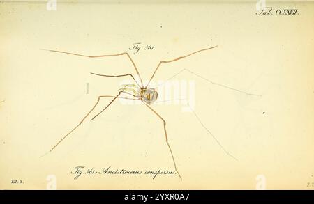 Die Arachniden, Nürnberg, in der C. H. Zeh'schen Buchhandlung, 1831-1848 Arthropoda, Arachnida, Arthropoda, Arthropode, eine komplizierte Darstellung einer Spinne mit ihren langen Beinen und ihrer markanten Körperstruktur. Die Spinne ist mit feinen Details dargestellt, die Merkmale wie ihren segmentierten Bauch und Cephalothorax hervorheben. Die feine Linienarbeit erfasst die Merkmale ihrer Anatomie, während ein handgeschriebenes Etikett die Art als *Trogulus trichopterus* kennzeichnet. Die Komposition betont die zarte Form der Spinne vor einem schlichten Hintergrund, der die komplizierten Details hervorhebt. Stockfoto