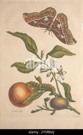 Metamorphosis Insectorum Surinamensium Amsterdam voor den auteur als ook von G. Valck 1705 Botanik Insekten Bildwerke Suriname Frauen in der Wissenschaft Maria Sibylla Merian Entomologie Raupen Früchte Motte Cocoon Kokons Insekten prälinneanische Arbeiten Arthropoda Arthropoden Maria Sibylla Merian Q62530 Q62530.jpg, Eine wunderschön illustrierte Szene mit einer großen, auffälligen Motte mit filigranten mit filigranten und kleinen, die über ihren zilen, die weißen Flügeln aufblühen aufblüht. Unter der Motte gibt es zwei verschiedene Früchte: Eine ist eine leuchtende Orange und die andere eine s Stockfoto