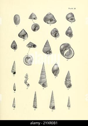 Handbuch der New Zealand Mollusca, Wellington, N. Z, J. Mackay, govt. Drucker, 1913-1915, Neuseeland, Weichtiere, Cantharidus purpuratus, Melanopsis trifasciata, Cerithidea alternata, Bittium granarium, Turritella symmetrica, Cantharidus pruninus, Ethalia zelandica, Nerita melanotragus, NZ-Arten, Subemarginula parmophoidea, Trochus tiaratus, Monodonta aethiops, taxonomy:trinomial= Cantharidus pruninus perobtusus, Cantharidus conicus, Turritella rosea, Cerithidea bicarinata, Turritella carlottae, Monodonta morio, Siliquaria weldii, Turritella pagode, Turritella fulminata, Cantharidus rufozona Stockfoto