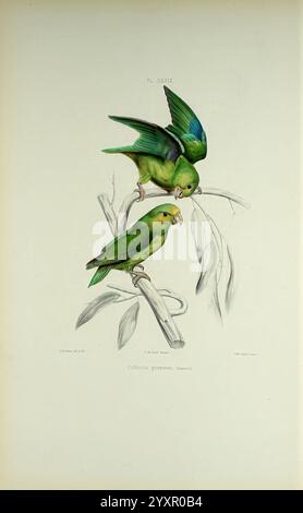 Iconographie des perroquets, Paris, P. Bertrand, 1857, Bird, Vögel, Papageien, Papageien, Bildwerke, beliebte Werke, blaugeflügelter Papageien, Forpus xanthopterygius, zwei leuchtend grüne Papageien sitzen auf einem schlanken Zweig, ihre Federn glitzern in Smaragd- und Türkistönen. Der Vogel auf der linken Seite beugt sich nach vorne und beobachtet neugierig seine Umgebung, während der Vogel auf der rechten Seite aufrecht steht und aufmerksam zur Seite blickt. Eine zarte Anordnung von Blättern umgibt die Basis des Zweiges und verbessert die natürliche Umgebung. Beide Vögel zeigen eine charmante Präsenz und zeigen ihre lebendige Persönlichkeit Stockfoto