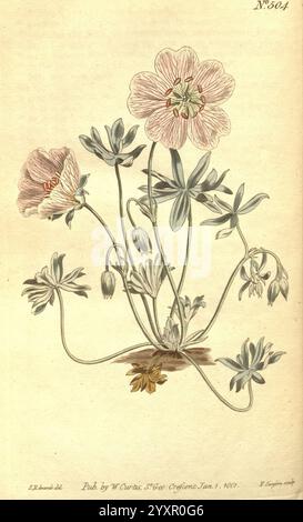 The Botanical Magazine, oder Blumengarten ausgestellt, 1790-1800, Botanik, Zeitschriften, Bildwerke, Curtis, Eine zarte botanische Illustration mit einer blühenden Pflanze mit verschiedenen Blütestadien. Die Komposition zeigt mehrere Blüten, darunter eine markante rosa Blüte mit weichen Blüten, umgeben von schmalen grünen Stielen und kleinen, spitzen Blättern. An der Basis befindet sich eine Gruppe von Knospen, die auf neues Wachstum hinweisen. Das detailreiche Rendering unterstreicht die Feinheiten der Anatomie der Pflanze und fängt das Wesen der Schönheit der Natur mit eleganter Präzision ein. Die Abbildung enthält nummerierte Angaben Stockfoto