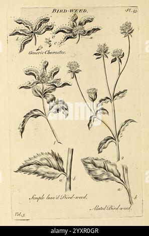 Das Gemüsesystem, London, gedruckt auf Kosten des Autors und verkauft von R. Baldwin, 1759–1763, Botanik, Bildwerke. Eine detaillierte botanische Illustration, die verschiedene Arten der blühenden Pflanze, bekannt als Vogelkraut, zeigt. Das Diagramm enthält mehrere Beispiele für die Anlage, die mit Buchstaben gekennzeichnet sind, um verschiedene Teile zu kennzeichnen. Sie verfügt über aufwändig detaillierte Blüten mit markanten Blütenblättern und Laub, die die Eigenschaften der Pflanze hervorheben. Jedes Exemplar wird akribisch gerendert, was eine Klarheit bietet, die die einzigartige Morphologie der Blätter und Blüten unterstreicht. Das Kunstwerk dient dazu Stockfoto