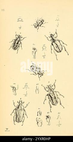 Arcana entomologica, oder Illustrationen von neuen, seltenen und interessanten Insekten, London, William Smith, 1845 [d. h. 1841-1845]. Insekten, Arthropoda, Entomologie, Klassifizierung, Bildwerke, die Abbildung zeigt eine Reihe detaillierter Studien verschiedener Käfer, die ihre komplexen anatomischen Strukturen zeigen. Jedes Exemplar ist nummeriert und aus mehreren Winkeln dargestellt, was einzigartige Merkmale wie Muster auf ihren Exoskeletten und die unterschiedliche Form ihrer Antennen und Beine hervorhebt. Der untere Abschnitt zeigt zusätzliche anatomische Merkmale und betont die Komplexität ihrer Merkmale Stockfoto