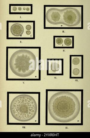 Atlas und, was wir brauchen, von Bakteriologie, New York, 1897, Bakterien, Atlanten, bakteriologisch, Technics, diese Sammlung enthält eine Reihe von komplizierten Illustrationen, die verschiedene Arten von mikroskopischen Organismen oder Zellstrukturen zeigen. Jeder Abschnitt hebt verschiedene Formen und Muster hervor und zeigt die Vielfalt in Größe und Form. Die Anordnung umfasst Kreisformen, Cluster und komplexere Formationen, die die organische Vielfalt in biologischen Proben betonen. Die gekennzeichneten Segmente bieten einen systematischen Ansatz zum Verständnis jedes Organismus und machen ihn zu einer Bildungsquelle Stockfoto