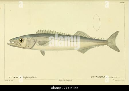 Histoire naturelle des Poissons, Paris, Chez F. G. Levrault, 1828-1849, Ichthyology, Fishes, Eine detaillierte Abbildung eines Fisches, die seinen stromlinienförmigen Körper, seine längliche Form und seine markante Rückenflosse zeigt. Der Fisch hat eine helle Färbung mit subtiler Schattierung für Tiefe, und sein Auge wirkt groß und ausdrucksstark. Die Abbildung hebt die zarten, gezackten Kanten der Rippe und der Skala hervor und erfasst die anatomischen Details. Der wissenschaftliche Name ''Tetragonurus'' wird deutlich sichtbar angezeigt, was die Artenklassifizierung angibt. Die Gesamtkomposition unterstreicht die Eleganz und die einzigartigen Merkmale dieser Anlage Stockfoto