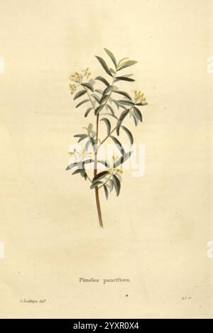 Das botanische Kabinett London John Arthur Arch 1817-1833.jpg, Eine zarte botanische Illustration, die die Pflanze „Pimelia pauciflora“ zeigt. Der schlanke Stiel ist mit eleganten Blättern verziert, die einen satten grünen Farbton aufweisen, während kleine, weiße Blüten an den Spitzen zart blühen. Das akribische Detail unterstreicht die einzigartigen Merkmale der Blätter und Blüten und bietet einen klaren Einblick in die Schönheit dieser Art. Der Name „Pimelia pauciflora“ ist elegant unter der Illustration eingeschrieben und spiegelt das Wesen dieses botanischen Exemplars wider. Stockfoto