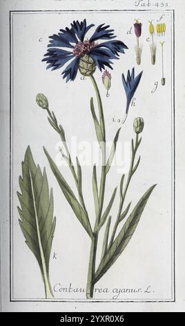 Icones plantarum medicinalium, Nürnberg, auf Kosten der Raspischen Buchhandlung, 1779-1790, Botanik, Medizin, Bildwerke, die Illustration zeigt eine Kornblume, identifiziert als Centaurea cyanus L. dieses botanische Kunstwerk zeigt die lebendige Struktur der Blume mit deutlichen blauen Blütenblättern, die von einem zentralen Cluster ausstrahlen. Um die Hauptblume herum befinden sich mehrere Knospen und Blätter, die auf die Wachstumsstadien der Pflanze hinweisen. Die Zeichnung enthält detaillierte Etiketten für verschiedene Pflanzenteile, wie Stämme, Blätter und Fortpflanzungsstrukturen, die die komplizierte Anatomie hervorheben, die für die Identifikation von entscheidender Bedeutung ist Stockfoto
