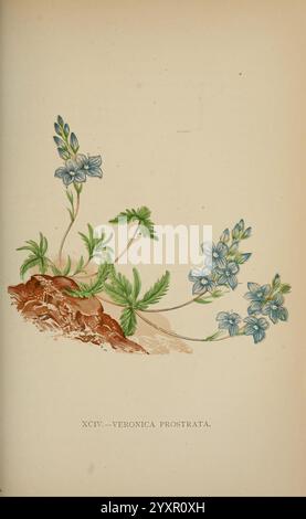 Die Flora der Alpen, London, J. C. Nimmo, 1896-1900, Alps, Floras, Bergpflanzen, Pflanzen, Schweiz, Eine zarte Illustration der Veronica prostrata, auch bekannt als Creeping speedwell. Die Pflanze zeigt leuchtend blaue Blüten mit fünf Blütenblättern, die sich anmutig von schlanken grünen Stämmen abheben, die sich über eine helle Oberfläche verteilen. Die Blätter sind fein gezackt, was der Zusammensetzung eine Textur verleiht, während eine sandige oder erdige Basis auf ihren natürlichen Lebensraum hinweist. Dieses Kunstwerk fängt die Eleganz und Fragilität der Pflanze ein und hebt die Details der Blumen und des Laubs hervor. Eine Unterkunft Stockfoto