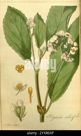 Exotische Flora, Edinburgh, gedruckt für W. Blackwood, 1823-27, 19. Jahrhundert, Botanik, Stiche, exotische Pflanzen, Großbritannien, Kräuter, Bildwerke, Plaatwerke, plantkunde, Pflanzen, Pflanzen kultiviert, Schottland, diese Illustration zeigt eine Pflanze, die als Bohemia ulmifolia bekannt ist und ihre charakteristischen großen grünen Blätter und Haufen von zarten weißen Blüten zeigt. Neben der Hauptpflanze werden detaillierte Darstellungen einzelner Blütenbestandteile, einschließlich Staubblätter und Blütenblätter, präsentiert, die die botanischen Merkmale hervorheben. Die Gesamtkomposition betont die natürliche Schönheit und Struktur von t Stockfoto