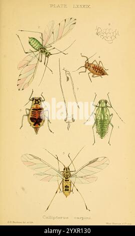 Monographie der britischen Aphides London, 1876-83. Blattläuse, Großbritannien, Hemiptera, Insekten, die Illustration zeigt verschiedene Insektenarten, darunter der Calliterus carpin. Jede Probe ist mit einer Nummer gekennzeichnet, die verschiedene Winkel und Lebensstufen angibt. Die Insekten zeichnen sich durch unterschiedliche Muster und Farben auf ihren Körpern aus, mit komplizierten Details, die ihre Flügel und Antennen hervorheben. Die Zusammensetzung beinhaltet eine Nahaufnahme der Anhängsel eines Insekts und eine detaillierte Darstellung der Entwicklungsstadien dieser Organismen, die ihre biologische Vielfalt betonen Stockfoto