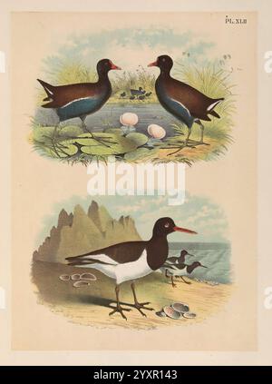 The Birds of North America New York, 1903. Vögel, Nordamerika, Bildwerke, Gallinula galeata, Galleule, Haematopus palliatus, amerikanischer Austernfänger, zeigt die Abbildung zwei unterschiedliche Vogelgruppen in ihren natürlichen Lebensräumen. Im oberen Teil sind zwei Wasservögel dargestellt, die inmitten von üppigem Grün und Schilf stehen, mit einer Gruppe von Eiern, die zwischen Seerosen eingebettet sind, was auf eine Brutumgebung hindeutet. Diese Vögel haben ein markantes blaues und schwarzes Gefieder, das ihre Eleganz unterstreicht. Stockfoto