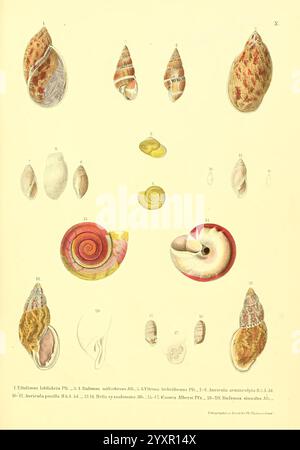 Novitates Conchologicae, Cassel, T. Fischer, 1854-79, Weichtiere, Bildwerke, Eine Sammlung komplizierter Muscheln, die in einer systematischen Anordnung gezeigt werden. Die Muscheln variieren in Größe und Form und zeigen verschiedene Muster und Farben, die ihre natürliche Schönheit hervorheben. Jede Schale ist nummeriert und mit detaillierten Abbildungen versehen, die Einblicke in ihre unterschiedlichen Merkmale bieten. Die Kollektion umfasst sowohl spiralförmige als auch konische Formen, was die Komplexität und Vielfalt der Meereslebewesen unterstreicht. Wissenschaftliche Anmerkungen begleiten jedes Exemplar und vermitteln Informationen über das Klassifikat Stockfoto