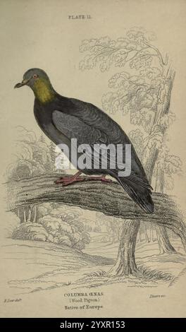 Tauben Edinburgh W. H. Lizars etc. 1845 Tauben der jüngere Plinius, Eine wunderschön illustrierte Darstellung einer Holztaube, identifiziert als *Columba enas*, zeigt ihre Besonderheiten. Der Vogel zeigt eine reiche Mischung aus dunklen Federn mit einem bemerkenswerten Kontrast in seiner Halsfarbe. Es thront anmutig auf einem strukturierten Zweig, umgeben von einer idyllischen natürlichen Kulisse mit stilisierten Bäumen und Laub. Dieses Kunstwerk hebt die Holztaube als einheimische Art Europas hervor und betont ihre Eleganz in freier Wildbahn. Die Liebe zum Detail in den Federn und der ruhigen Umgebung spiegelt ein A wider Stockfoto