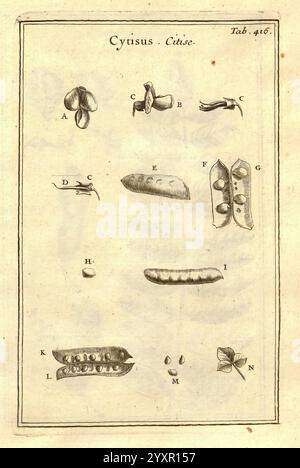 Joseph Pitton de Tournefort, Institutiones rei herbariae, Parisiis, E Typographia Regia, 1700-[1703], Botanik, prälinneanische Werke., die Illustration zeigt eine detaillierte Untersuchung verschiedener botanischer Exemplare, die als Teile der Cytisus-Pflanze identifiziert wurden. Das Diagramm ist in beschriftete Abschnitte unterteilt und hebt mehrere unterschiedliche Abbildungen hervor Stockfoto