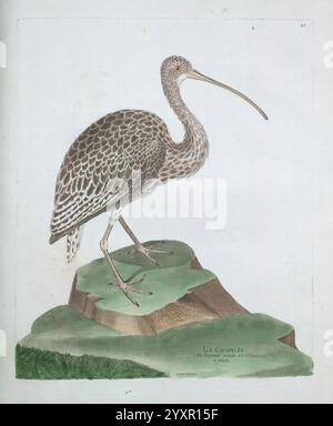 Ornithologie, Paris, der Künstler, 1773-1792, Vögel, Bildwerke, Eine detaillierte Illustration eines Brachbruchs, anmutig auf einem Felsvorsprung stehend dargestellt. Der Vogel zeichnet sich durch seinen langen, geschwungenen Schnabel und seinen eleganten Körper aus, der mit aufwendig gemusterten Federn besticht, die Braun- und Grautöne vermischen. Um den Brach herum ist eine subtile Darstellung von Grün, die seinen natürlichen Lebensraum bereichert. Das Kunstwerk fängt das Wesen dieser Vogelart ein und betont sowohl ihre einzigartigen physischen Merkmale als auch die ruhige Umgebung, die sie einnimmt. Der Titel unten zeigt den Artennamen, Contribui Stockfoto