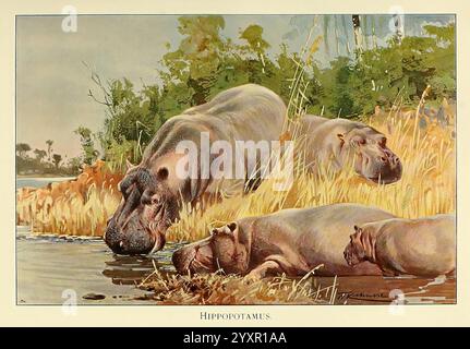 Wildtiere der Welt, London, F. Warne and Co, 1916, Zoologie, Hippo, Hippopotamus, Hippopotamus amphibius in der Kunst, HSA, Hippopotamus amphibius, Hippopotamus, Hippo, Säugetiere, Afrika, Richard Lydekker, Friedrich Wilhelm Kuhnert, Eine heitere Szene, in der ein Paar Nilpferde in der Nähe des Wasserrandes inmitten üppiger Vegetation zu sehen ist. Ein Nilpferd ist teilweise unter Wasser, seine Augen und Nasenlöcher sind über der Oberfläche sichtbar, während das andere in der Nähe steht und seinen robusten Körper und seine abgerundeten Merkmale zeigt. Die Landschaft ist mit hohen Gräsern geschmückt, die sanft in der Brise schweben und die Ruhe des M einrahmen Stockfoto