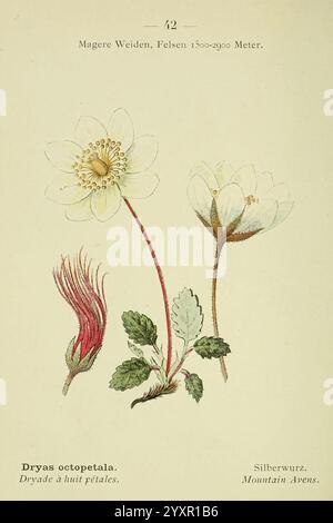 Alpen-Flora, Heidelberg, C. Winter, 1906. alpen, Bergpflanzen, Bildwerke. Die Illustration zeigt die zarten Merkmale der Dryas Octopetala, die allgemein als Mountain Avens bekannt ist. Die detailreiche Darstellung hebt eine einzelne, weiße Blume hervor, die mit zahlreichen spitzen Blütenblättern symmetrisch um eine zentrale Gruppe gelber Staubblätter angeordnet ist. Die Blätter der Pflanze sind mit gezackten Kanten und einem satten grünen Farbton dargestellt. Eine teilweise geöffnete Knospe ergänzt die Blüte, die mit schlanken, roten Deckblättern verziert ist, die der Komposition einen Hauch von Lebendigkeit verleihen. Unter der Abbildung der Name der s Stockfoto