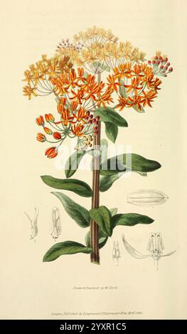 Flora Conspicua, London, Longman, Rees, Orme, Braun, und Grün, 1826, Blumen, England, Pflanzen, Zierpflanzen, der New York Botanical Garden, Bildwerke, Asclepias tuberosa, William Clark, diese Illustration zeigt eine lebendige Blütengruppe einer blühenden Pflanze, die sich durch ihre markanten orangen und gelben Blütenblätter auszeichnet, die um einen zentralen Kern angeordnet sind. Die Blüten werden von breiten, grünen Blättern begleitet, die markante Adern aufweisen, was das botanische Detail unterstreicht. Unterhalb der wichtigsten floralen Zusammensetzung befinden sich kleinere Skizzen, die wahrscheinlich verschiedene anatomische Merkmale des Pl. Hervorheben Stockfoto