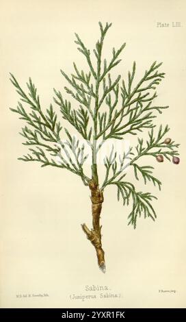 Die Flora Homoeopathica London Leath & Ross 1852-1853 Botany Homöopathy Pictorial Works Botany Medical Materia Medica Gemüse Juniperus Sabina Materia Medica and Therapeutics, die botanische Illustration zeigt die Pflanze Sabina, wissenschaftlich bekannt als Juniperus Sabina. Das Kunstwerk zeigt detaillierte, zarte grüne Nadeln, die in einem federleichten Muster angeordnet sind und von schlanken Ästen ausgehen. An den Knotenpunkten einiger Äste sind kleine, runde Beeren dargestellt, die die Fortpflanzungsstrukturen der Pflanze darstellen. Unterhalb der Abbildung ist der Name „Sabina“ mit seiner wissenschaftlichen Klassifizierung angegeben Stockfoto