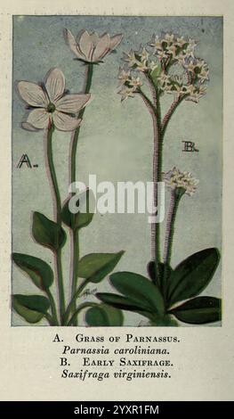 Wild, Blumen, östlich, von, Rockies, New York, 1910, Vereinigte Staaten, Wildblumen, die Abbildung zeigt zwei botanische Exemplare mit der Aufschrift „A“ und „B“. Stockfoto