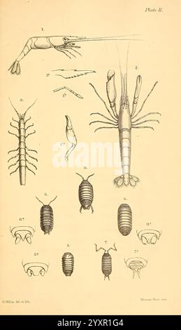 Katalog der Stiel- und Sessile-Eyed Crustacea of New Zealand, London, E. W. Janson, 1876 Neuseeland Crustacea Klassifizierung Farbsammlungen Virbius Bifidirostris Alpheus Novaezealandiae Porcellio Zealandicus Scyphax intermedius NZ Arten George Willis Cubaris Rugulosus Porcellio Graniger Idocrutea elongata Armadillo Inconspicustacus, eine detaillierte Darstellung der Arten. Es enthält beschriftete Diagramme, die unterschiedliche anatomische Merkmale wie Antennen, Exoskelett-Segmente und Anhänge zeigen. Jede Probe wird als Referenz aufgezählt, hervorgehoben Stockfoto