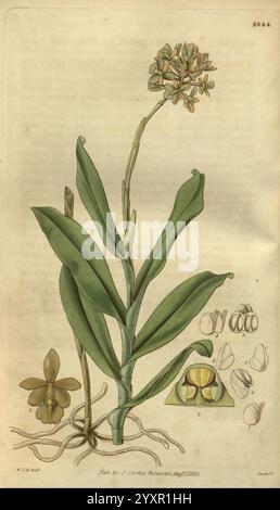 Curtis's Botanical Magazine, London, New York, Botanical Illustration, Botanical Zeitschriften, Bildwerke, Pflanzen Ornamental, Curtis, diese Illustration zeigt eine botanische Darstellung einer blühenden Pflanze mit ihren langen Blättern und einem markanten Blumenspitze an der Spitze. Die Blätter der Pflanze sind glänzend und lanzenförmig und treten von einem zentralen Punkt aus auf. An der Spitze blüht eine Gruppe kleiner Blumen, die zarte Blütenblätter in sternförmiger Form zeigen. Die Hauptpflanze wird von detaillierten Skizzen ihrer verschiedenen Teile begleitet, einschließlich einer Nahaufnahme der Blume, Querschnitten des Samens Stockfoto