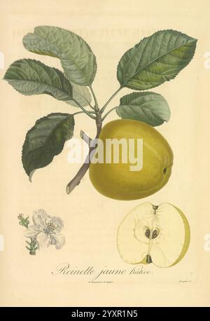 Pomologie francaise, Paris, Langlois et Leclercq, 1846, arbres fruitiers, Field Guides, Frankreich, Obstbäume, Obstkultur, Obst, Identifizierung, Pflanzen, Eine detaillierte botanische Illustration zeigt einen Reifen gelben Apfel, bekannt als „Reinette Jaune Horde“, begleitet von einer Gruppe grüner Blätter. Unter der Hauptfrucht zeigt ein Querschnitt das Innere, das die charakteristischen Samen und das knusprige Fruchtfleisch zeigt. Die Abbildung zeigt auch zarte Blüten, die auf die Blütephase des Apfels hinweisen. Die Zusammensetzung betont die natürliche Schönheit und die botanische Genauigkeit der Pflanze und reflektiert t t Stockfoto