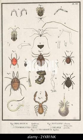 Mémoire aptérologique, Arachnida, diese detaillierte Abbildung zeigt eine Sammlung von Arachniden, die verschiedene Arten und anatomische Strukturen zeigen. Jede Figur ist beschriftet, was einen Einblick in die Vielfalt dieser Kreaturen gibt. Das Arrangement umfasst verschiedene Arten von Spinnen, Zecken und Milben, wobei der Schwerpunkt auf ihren charakteristischen Merkmalen wie Körpersegmentierung, Anhängsel und Mundteile liegt. Der pädagogische Aspekt wird durch eine klare Abgrenzung der einzelnen Exemplare betont, was es zu einer wertvollen Ressource für Entomologen und Biologiebegeisterte macht, die sich für Morphologie und Klassifika interessieren Stockfoto