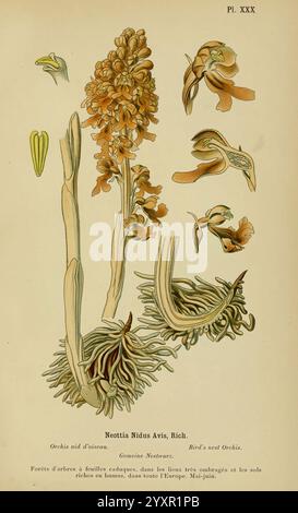 Album des orchidées de l'Europe centrale et septentrionale, Genève, Librairie Georg, 1899, Europa, Orchidaceae, der New Yorker Botanische Garten, Bildwerke, Neottianidus avis, Taxonomie: trinomial = Neottianidus avis, die Illustration zeigt Neottia nidus-avis, allgemein bekannt als Vogelnest Orchid. Diese markante Pflanze zeigt eine Gruppe bräunlich-gelber Blüten, die auf einem schlanken Stamm angeordnet sind. Die tiefgrünen, blattlosen Triebe entstehen aus einer komplexen Anordnung von Wurzeln, die an das Leben in schattigen Waldgebieten angepasst sind. Der Künstler fängt die komplizierten Details der Blumen ein, die ähnlich sind Stockfoto