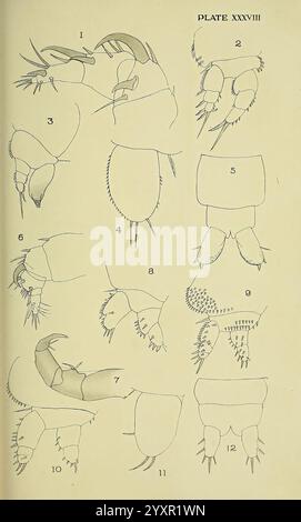 Die britische Parasitic Copepoda London, gedruckt für die Ray Society 1913 Great Britain Parasites Fishes Crustacea copepoda, zeigt eine Reihe detaillierter wissenschaftlicher Diagramme, die verschiedene Stadien und anatomische Merkmale von Krebstieren darstellen. Jede nummerierte Abbildung zeigt spezifische Merkmale, einschließlich Anhängen, Körpersegmenten und Pflegestrukturen. Die Diagramme heben eine Vielzahl von Formen hervor, die die Vielfalt der Krebstiere veranschaulichen, mit klaren Etiketten als Orientierungshilfe für die Untersuchung. Die Zusammensetzung dient als wertvolle Referenz für das Verständnis der Krustentiermorphologie und Taxonomie. Stockfoto