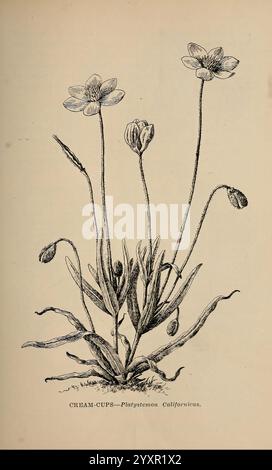 Die wilden Blumen von Kalifornien, San Francisco, Payot, Upham, & Company, 1902. Kalifornien, Wildblumen, Eine detaillierte botanische Illustration, die Creme-Becher darstellt, wissenschaftlich bekannt als Platystemon californicus. Die Abbildung zeigt die empfindliche Struktur der Pflanze mit schlanken, grünen Blättern an der Basis und mehreren Blütenstielen. Jeder Stiel gipfelt in einer becherförmigen Blüte mit einer hellen Blüte, die sich durch symmetrische Blütenblätter und charakteristische zentrale Merkmale auszeichnet. Unterhalb der Blüten sind schlanke Knospen zu sehen, die auf das Potenzial für zukünftige Blüten hinweisen. Die Abbildung ist anno Stockfoto