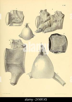 Eine Monografie über die fossilen Reptilien der Kreideformationen, London, gedruckt für die Palaeontographical Society, 1851-64, Großbritannien, Paläontologie, Kreidezeit, Reptilienfossilien, Fossilien, die Illustration zeigt verschiedene anatomische Strukturen, insbesondere verschiedene Ansichten der Wirbelsäule. Jedes beschriftete Segment bietet detaillierte Darstellungen der Wirbelkörper und ihrer einzigartigen Merkmale, einschließlich Gelenkflächen und Prozesse. Die Nummerierung unterscheidet jede Probe und hebt morphologische Unterschiede hervor, die für das Verständnis der Wirbelsäulenanatomie unerlässlich sind. Die wissenschaftliche rende Stockfoto