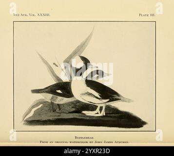 Die Auk Washington, D.C. American Ornithologists' Union etc. 1884-Birds Periodika, Eine detaillierte Darstellung zweier Enten, die eng zusammen positioniert sind und ihre Besonderheiten zeigen. Die Enten weisen einen auffälligen Kontrast in ihrem Gefieder auf, wobei eine ein auffälliges Schwarz-weiß-Muster zeigt, während die andere eine weichere Mischung von Tönen aufweist. Sie befinden sich auf einem Ast, umgeben von abstraktem Laub, was ihren natürlichen Lebensraum hervorhebt. Die Komposition betont ihre anmutigen Formen und die komplizierten Details ihrer Federn und schafft einen ansprechenden visuellen Moment in einer ruhigen Umgebung. Stockfoto