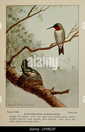 Vogelwelt, ein Leitfaden für das Studium unserer gewöhnlichen Vögel, New York, Appleton, 1900, Vögel, Pictorial Works, USA, American, Museum, Natural, Geschichte, Kolibri, Archilochus colubris, Ein rubinhaltiger Kolibri, Der anmutig auf einem Ast thront und seine lebendige schillernde Kehle zeigt. Unten befindet sich ein weiterer Kolibris in einem gemütlichen Nest, was den pflegenden Aspekt dieser Vögel unterstreicht. Der Hintergrund zeigt eine detaillierte Darstellung des natürlichen Laubs, die die Ruhe und Schönheit ihres Lebensraums unterstreicht. Künstlerische Elemente erfassen das Wesen dieser zarten Kreaturen und die Illustrationen Stockfoto