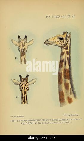 Proceedings of the Zoological Society of London, London, Academic Press Periodicals, Zoology, Giraffe, diese Abbildung zeigt eine detaillierte anatomische Studie des Kopfes und Halses einer Giraffe und zeigt drei unterschiedliche Ansichten. Die erste Ansicht zeigt eine Frontperspektive, die den verlängerten Hals der Giraffe und das charakteristische Punktmuster hervorhebt. Die zweite Ansicht bietet ein Seitenprofil, das die einzigartige Form des Schädels und die markanten Ossikone betont. Die dritte Ansicht bietet eine rückwärtige Perspektive, die eine gründliche Untersuchung der Merkmale auf der Rückseite des Kopfes ermöglicht. Jede Ansicht ist beschriftet und deaktiviert Stockfoto