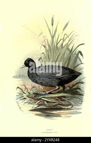 Bekannte Wildvögel, London, New York, Cassell, 1883, Vögel, Wörterbücher, Bildwerke, Fulica atra, Fulica atra, Ornithologie, Walter's Ways Land, Archibald Thorburn, Coot, Ein Coot steht anmutig am Rande eines Feuchtgebiets, umgeben von hohen Gräsern. Das schlanke, dunkle Gefieder steht im Kontrast zu den sanften Farbtönen der Vegetation im Hintergrund. Das markante weiße Frontschild und die abgerundete Form des Kuhns sind deutlich sichtbar, wenn er aufmerksam auf seine Umgebung blickt und ein Gefühl der Wachheit verkörpert. Dieser Wasservogel kommt häufig in Süßwasserhabitaten vor, wo er Wasserpflanzen sucht. Die Szene Stockfoto