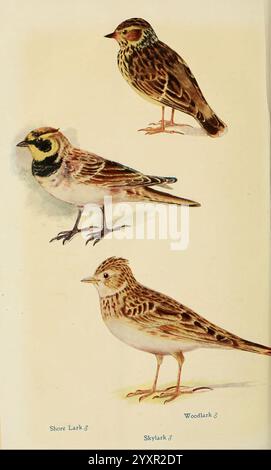 Britische Vögel in ihren Haunen. London, Dutton [1922]. Großbritannien, Vögel, Lullula arborea, waldlark, alauda arvensis, skylark, Eremophila alpestris, Hornedlark., diese Abbildung zeigt drei verschiedene Arten von Larks, die jeweils mit Aufmerksamkeit auf ihre einzigartigen physischen Eigenschaften dargestellt werden. An der Spitze befindet sich der Shore Lark, der durch seine markanten Markierungen und sein markantes Gesichtsmuster erkennbar ist. Der mittlere Vogel repräsentiert die Wood Lark, die durch ihre komplizierten Federmuster und warmen Farbtöne gekennzeichnet ist und ihre Anpassungsfähigkeit an Waldhabitate demonstriert. Der Bodenvogel ist die Skylark, bekannt für ihre sle Stockfoto