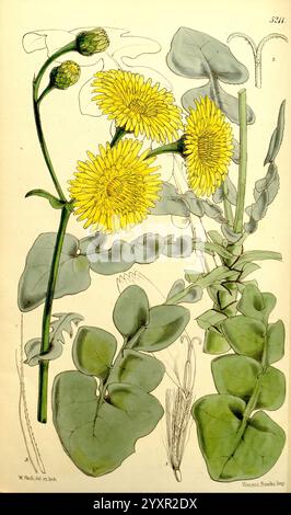 Curtis' botanisches Magazin, London, New York, Botanik, Zeitschriften, Bildwerke Sonchus radicatus, Walter Hood Fitch, Curtis, diese Illustration zeigt eine botanische Studie einer blühenden Pflanze. In der Mitte stehen leuchtend gelbe Blüten, die aus zahlreichen zarten Blütenblättern bestehen und in einer dicht gepackten Gruppe angeordnet sind. Die Blüten werden von langen, schlanken Stielen getragen, die über breite, gezackte Blätter ragen. Die Blätter, die in Form und Größe variieren, weisen einen satten grünen Farbton und eine strukturierte Oberfläche auf. Um die Hauptpflanze herum befinden sich weitere Details, darunter kleinere Knospen und ein Teil der Stockfoto