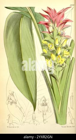 Curtis's Botanical Magazine London New York etc Botanische Illustration Botanik Zeitschriften Pictorial Works Plants Ornamental Curtis Curcuma australasica Australien Queensland Northern Territory Walter Hood Fitch Australian Wild Kurkuma, die Illustration zeigt eine lebendige blühende Pflanze, die ihre auffälligen Blüten in Rosa- und Gelbtönen zeigt. Die Blätter sind breit und bogenförmig und bieten eine üppige Kulisse für die Blumendekoration. Die Hauptblume umgibt detaillierte Skizzen, die verschiedene Phasen der Struktur der Pflanze darstellen, einschließlich Nahaufnahmen der Blütenanatomie und -Merkmale. Diese Kranken Stockfoto