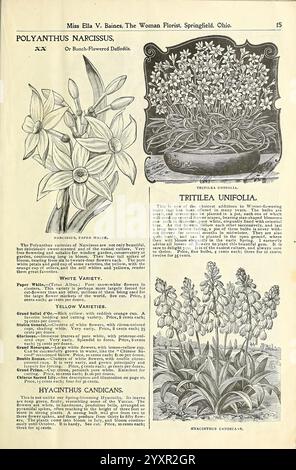 Blumenzwiebeln Rosen Pflanzen aller Art für die Winterblüte Springfield Ohio Baines 1897 Blumen Samen Kataloge Pflanzen Zierzwiebeln Pflanzen Handel Kataloge Saatgut Industrie und Handel Gartengeschichten in der Blüte, die Überschrift enthält eine illustrierte Anleitung zu verschiedenen Arten von Blumen, die die Schönheit und Details jeder Art zeigt. Oben steht der Text „Polyanthus Narcissus“, der einen Einblick in diese besondere Blume bietet, die für ihre hellen, trompetenförmigen Blüten bekannt ist. Darunter befindet sich eine komplizierte Darstellung der „Tritilea Unifolia“, die ihre zarte Struktur und Laub zeigt, umgeben von b Stockfoto