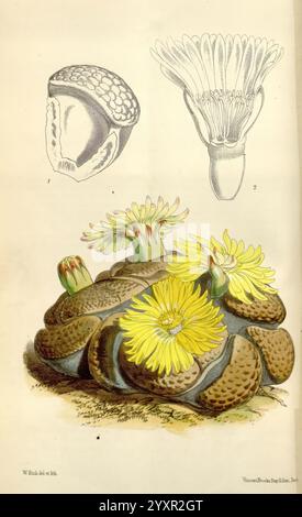 Curtis's Botanical Magazine London New York Botanical Illustration Botany Periodicals Pictorial Works Plants Ornamental Curtis Plant Sukkulent Mesemb Mesembryanthemum zeigt die Illustration eine auffällige Sukkulenten Pflanze aus der Nähe, die sich durch ihre dicken, abgerundeten Blätter mit einer strukturierten Oberfläche auszeichnet. Zwischen diesen Blättern sind leuchtend gelbe Blüten eingebettet, von denen jede eine Vielzahl von zarten Blütenblättern nach außen strahlt, die einen auffälligen Kontrast zu den Erdtönen der Pflanze bilden. Über dem Sukkulenten bieten zwei detaillierte botanische Zeichnungen eine wissenschaftliche Perspektive: Eine zeigt ein Stockfoto