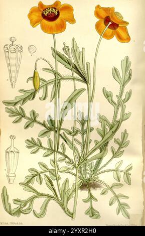 Curtis's Botanical Magazine London New York Botanical Illustration Botany Periodicals Pictorial Works Plants Ornamental Curtis Matilda Smith Stylomecon Heterophylla Meconopsis Heterophylla Wind Poppy Women in Science Matilda Smith, Eine botanische Illustration, die zwei leuchtende orange Blumen mit markanten dunklen Zentren zeigt, elegant auf hohen, schlanken Stämmen thront. Die Blüten erheben sich über eine Gruppe fein geteilter grüner Blätter und tragen zu einer üppigen und detaillierten Darstellung der Pflanze bei. Neben der Hauptdarstellung ist eine detaillierte Zeichnung der Pflanzenkapsel zu sehen, die die Ed verbessert Stockfoto