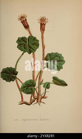 Die Flora der Alpen, London, J. C. Nimmo, 1896-1900, Alps, Blumen, Bergpflanzen, Pflanzen, Schweiz, die Illustration zeigt eine Pflanze, die als Homogyne alpina bekannt ist, die sich durch ihre charakteristischen langen Stängel mit kleinen, kegelförmigen Blüten auszeichnet. Die Blüten weisen eine gedämpfte Färbung auf, die im Kontrast zum Grün der breiten, abgerundeten Blätter steht, die deutlich geädert und strukturiert sind. Diese Blätter sind an der Basis gruppiert, was die Wachstumsgewohnheiten der Pflanze verdeutlicht. Die Darstellung fängt die natürliche Eleganz dieser alpinen Art ein und hebt ihre einzigartigen Merkmale und ihren Lebensraum hervor. Stockfoto